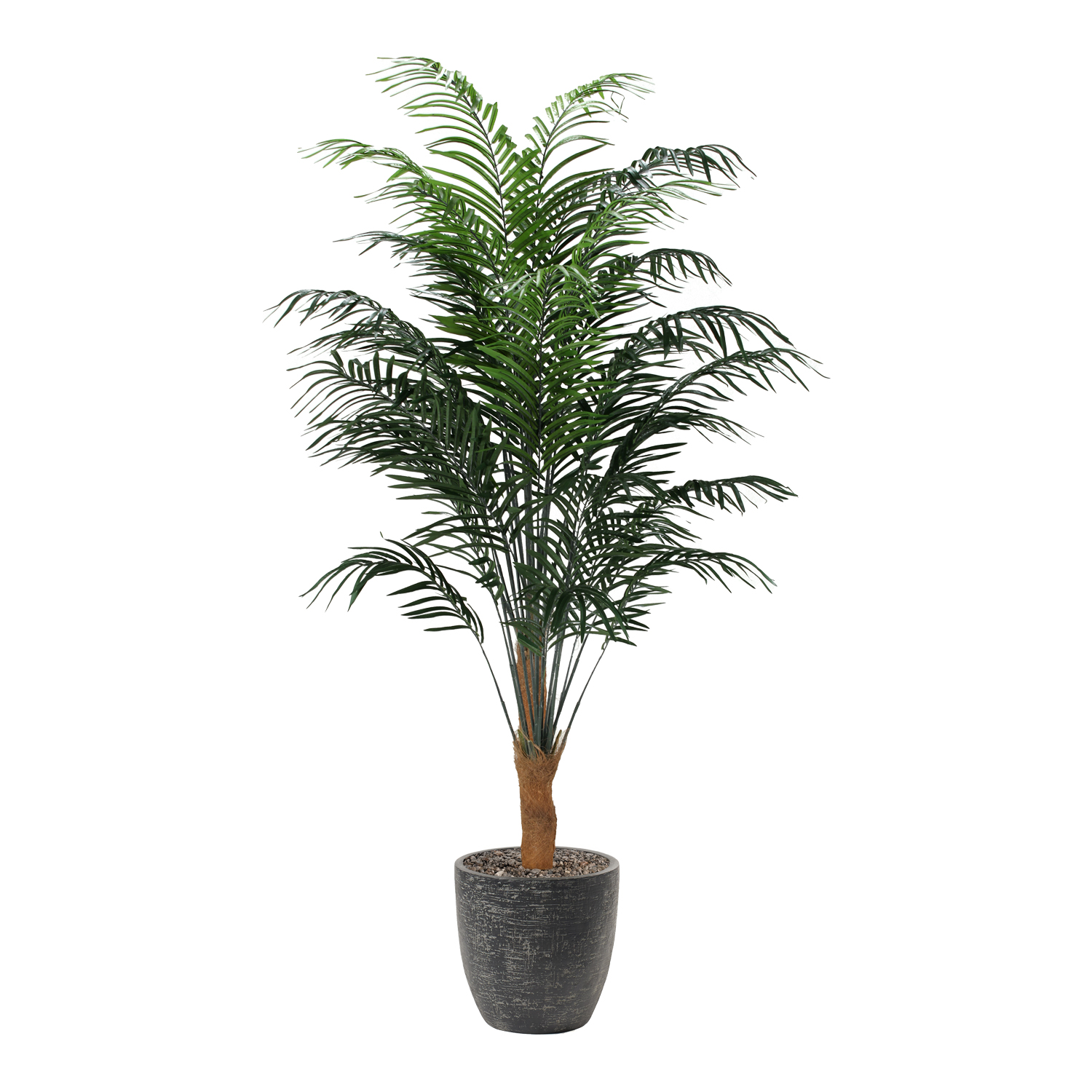 Areca Palm in Sawyer Planter 8' - 315418-2822