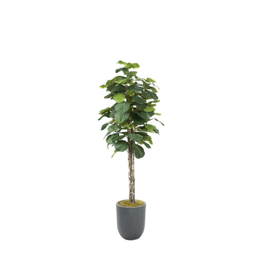 Fiddle Leaf Fig in Campbell Planter 7' - 320932-2529