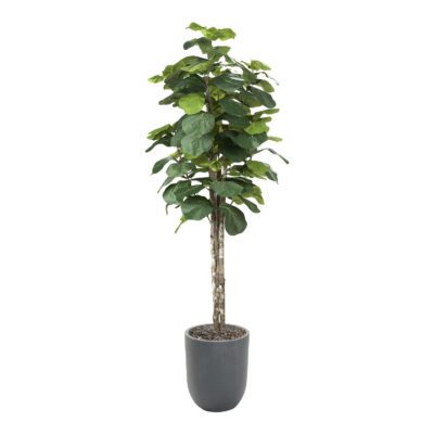 Fiddle Leaf Fig in Campbell Planter 7' - 320932-2529