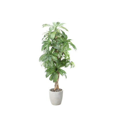 Birdnest Palm in Hudson Planter 8' - 320945-2818