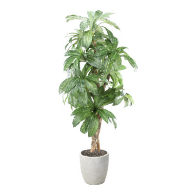 Birdnest Palm in Hudson Planter 8' - 320945-2818