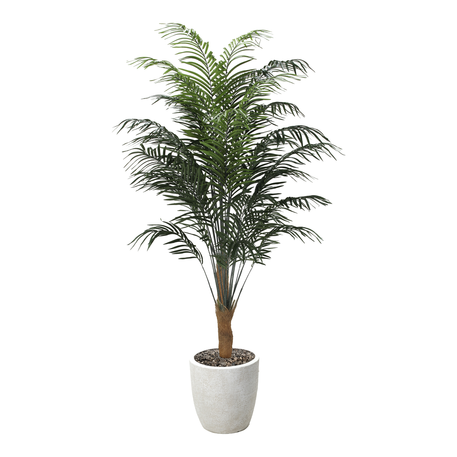 Areca Palm in Hudson Planter 8' - 320946-2818