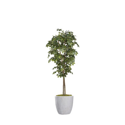 Sakaki Tree in Hudson Planter 7' - 323825-2818