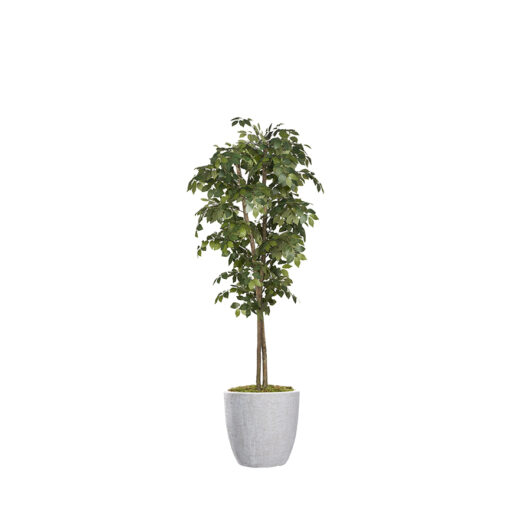 Sakaki Tree in Hudson Planter 7' - 323825-2818