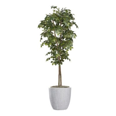 Sakaki Tree in Hudson Planter 7' - 323825-2818