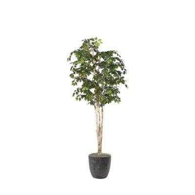 Sakaki Tree in Hudson Planter 8' - 323832-2822
