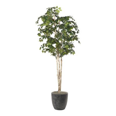Sakaki Tree in Hudson Planter 8' - 323832-2822