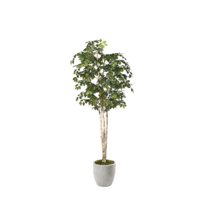 Sakaki Tree in Hudson Planter 8' - 323833-2818
