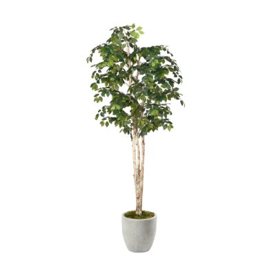 Sakaki Tree in White Hudson Planter 8' - 323833-2818