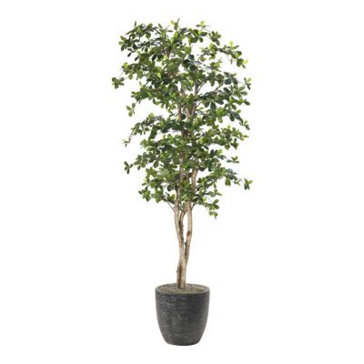 Black Olive Tree in Sawyer Planter 8' - 323843-2822