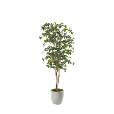 Black Olive Tree in Hudson Planter 8' - 323844-2818
