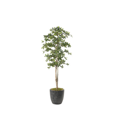 Black Olive Tree in Sawyer Planter 7' - 323845-2822