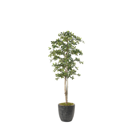 Black Olive Tree in Sawyer Planter 7' - 323845-2822