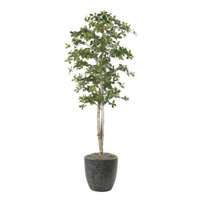 Black Olive Tree in Sawyer Planter 7' - 323845-2822