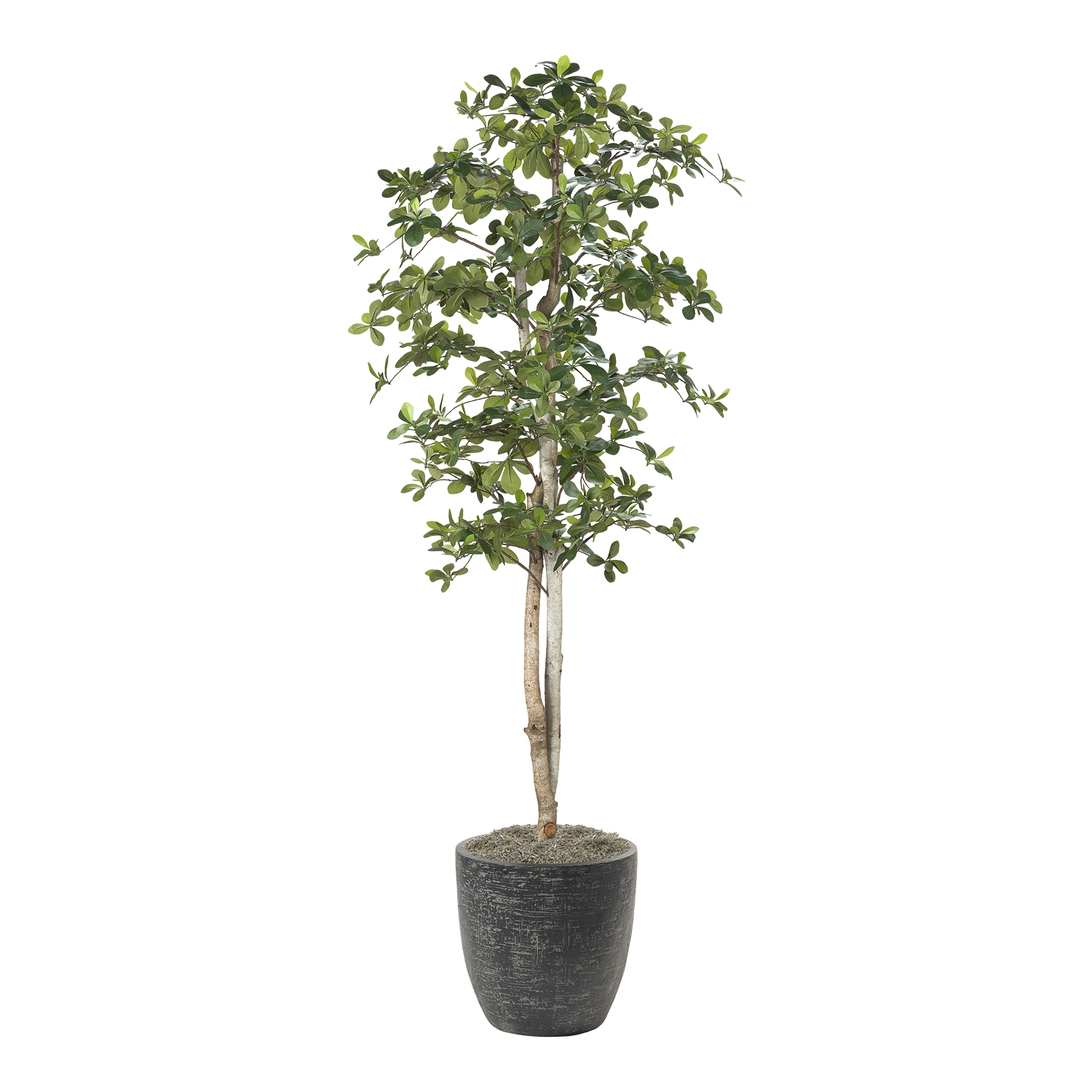 Black Olive Tree in Sawyer Planter 7' - 323845-2822