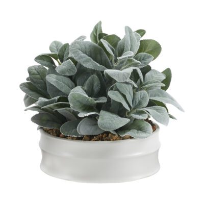 Lamb's Ear in White Round Ceramic Planter - 249057