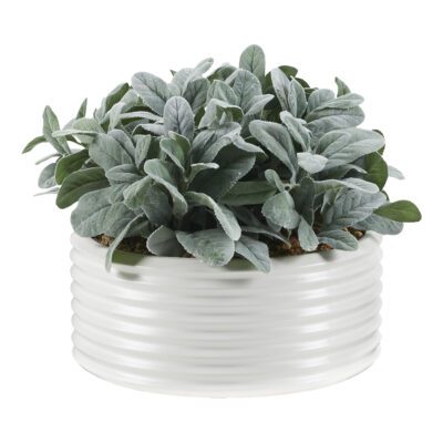 Lamb's Ear in Large White Ribbed Planter - 249058