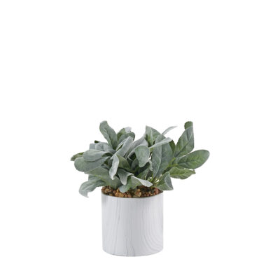 Lambs Ear in White Marbled Planter - 249059-S