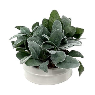 Lamb's Ear in Small Round White Planter - 249060