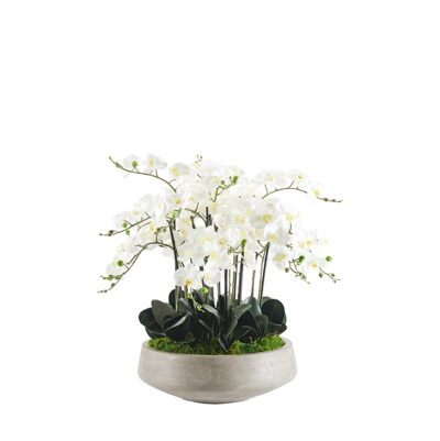 White Orchids in Newport Bowl - 250100