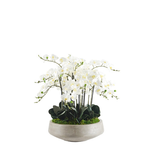 White Orchids in Newport Bowl - 250100