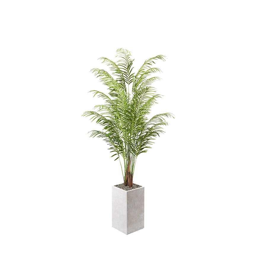 Areca Palm in Everett Planter 8' - 321809