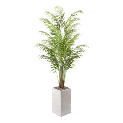 Areca Palm in Everett Planter 8' - 321809