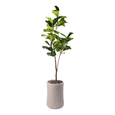 Fiddle Leaf Fig in Weston Planter 8' - 321811