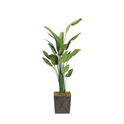 Traveler Palm in Grange Planter 9' - 321813