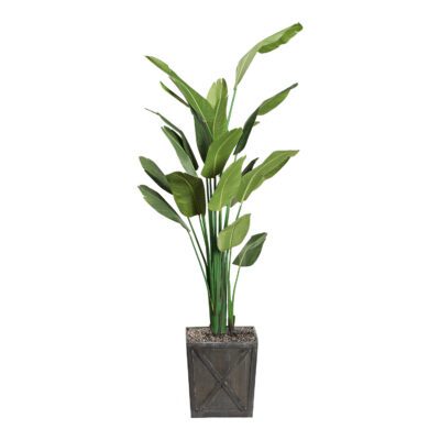 Traveler Palm in Grange Planter 9' - 321813