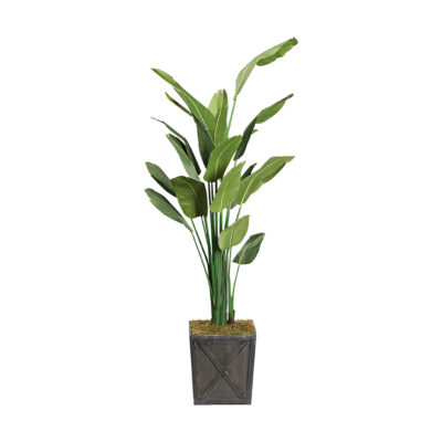 Traveler Palm in Large Grange Planter 9' - 321813