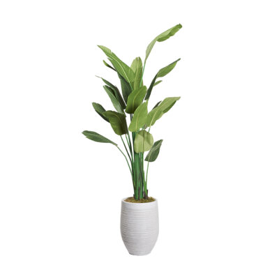 Traveler Palm in Medium Kai Planter 9' - 321816