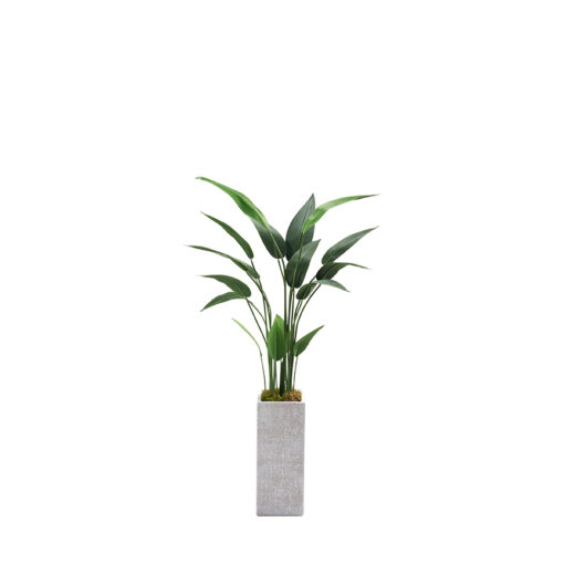Traveler Palm in Everett Planter 5' - 321818