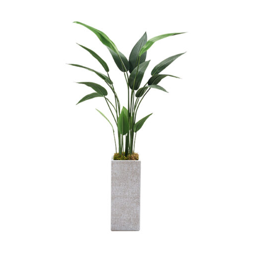 Traveler Palm in Everett Planter 5' - 321818 - Image 2