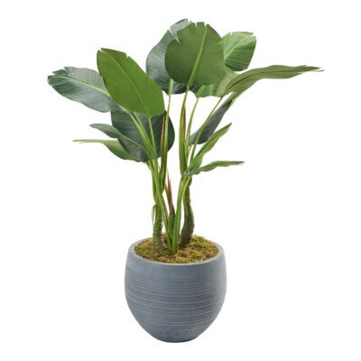 Bird of Paradise in Riband Planter 4' - 321819