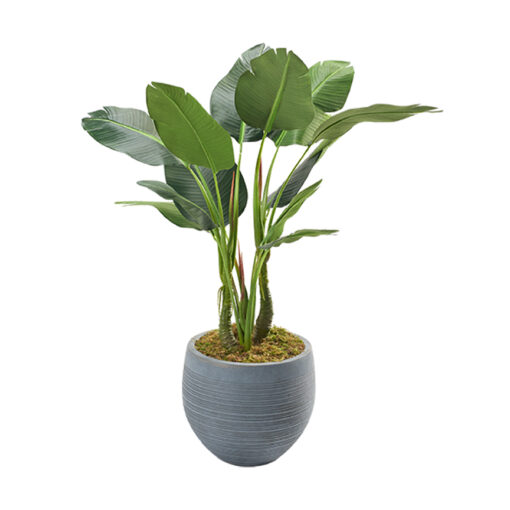 Bird of Paradise in Riband Planter 4' - 321819 - Image 2