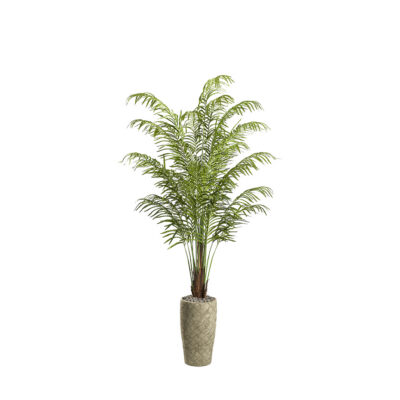 Areca Palm in Plait Planter 8' - 321840