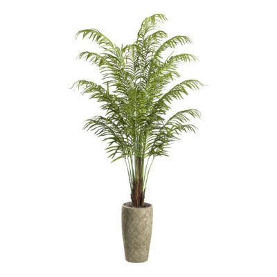 Areca Palm in Plait Planter 8' - 321840