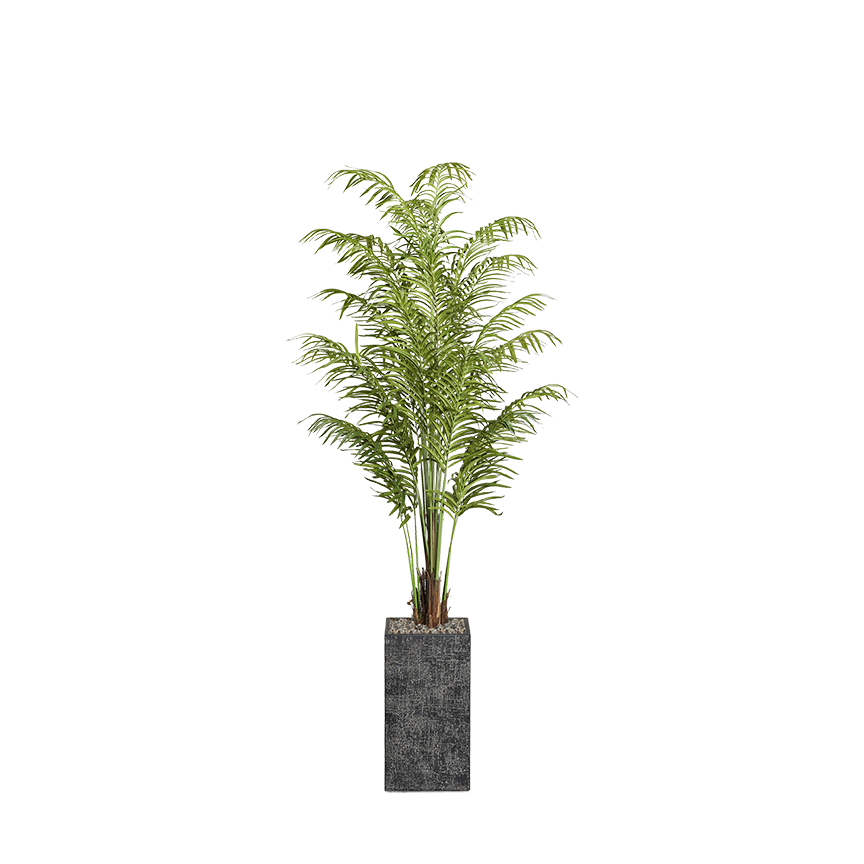 Areca Palm in Everett Planter 8' - 321841