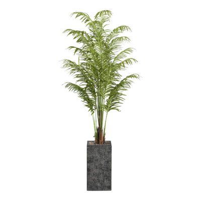 Areca Palm in Everett Planter 8' - 321841