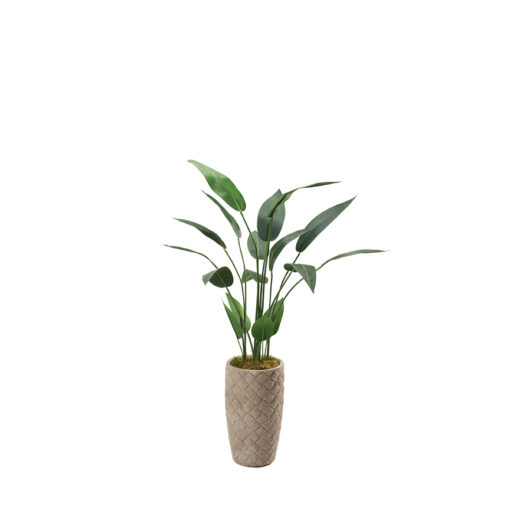 Traveler Palm in Plait Planter 5' - 321855