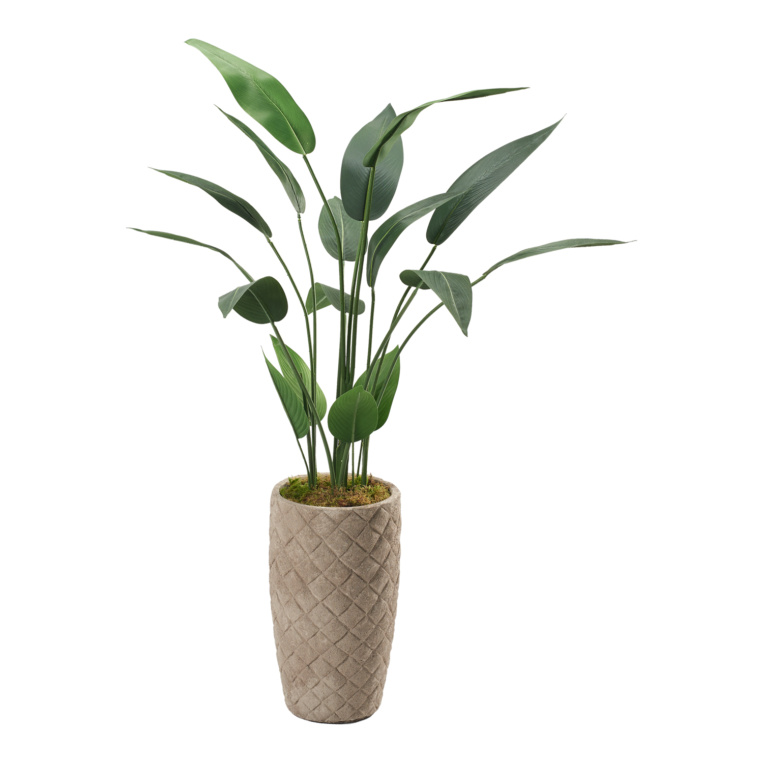 Traveler Palm in Plait Planter 5' - 321855