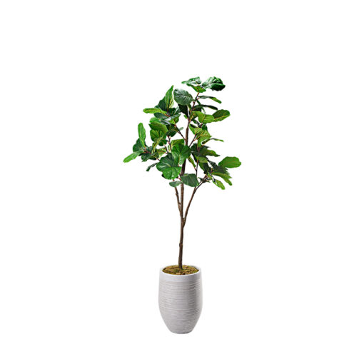 Fiddle Leaf Fig in Kai Planter 7.5' - 321870