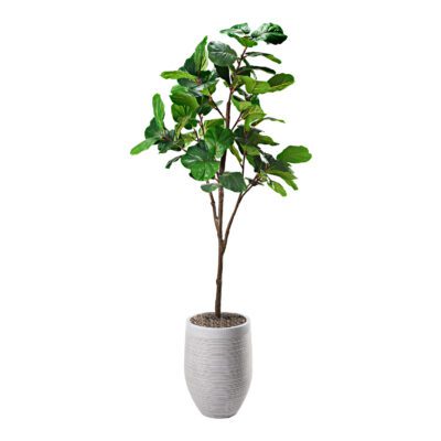 Fiddle Leaf Fig in Kai Planter 8.5' - 321870