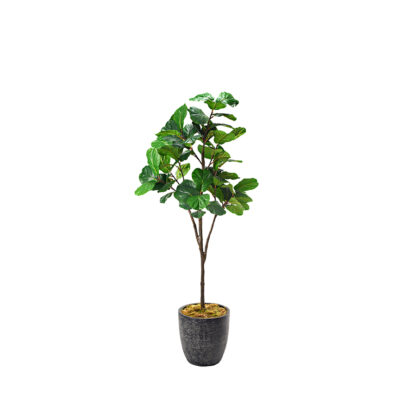 Fiddle Leaf Fig in Sawyer Planter 7' - 321871