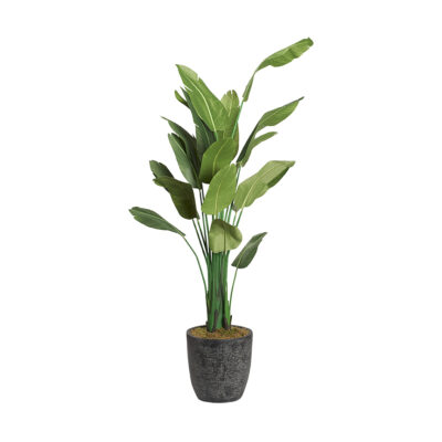 Traveler Palm in XL Sawyer Planter 9' - 321880