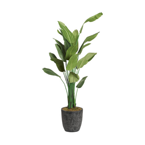 Traveler Palm in XL Sawyer Planter 9' - 321880