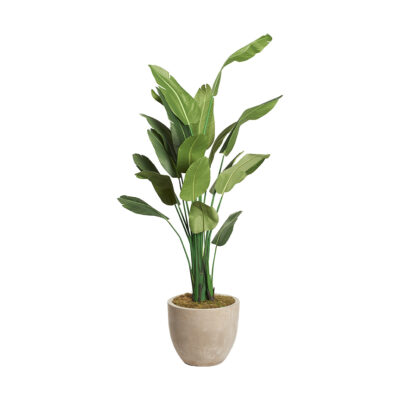 Traveler Palm in Large Grove Planter 9' - 321882