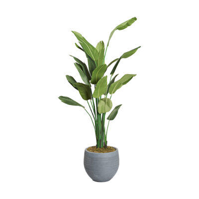 Traveler Palm in Large Riband Planter 9' - 321883