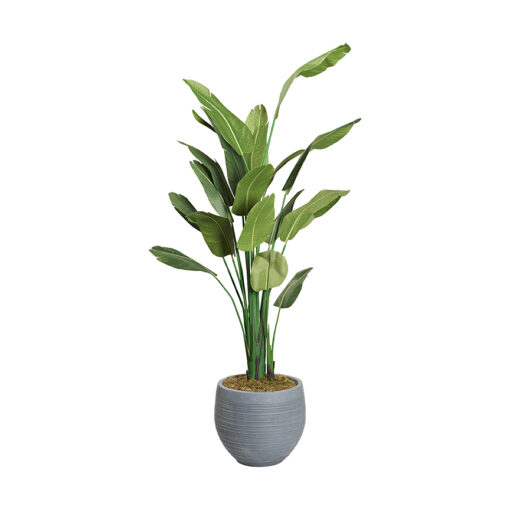 Traveler Palm in Large Riband Planter 9' - 321883